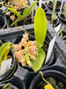 Tubecentron LOC Cajun Girl (Tubecentron Niu Girl x Tuberolabium kotoense)