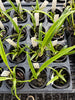 (Slc. Bright Angel x Laelia briegeri) x B. cuculata