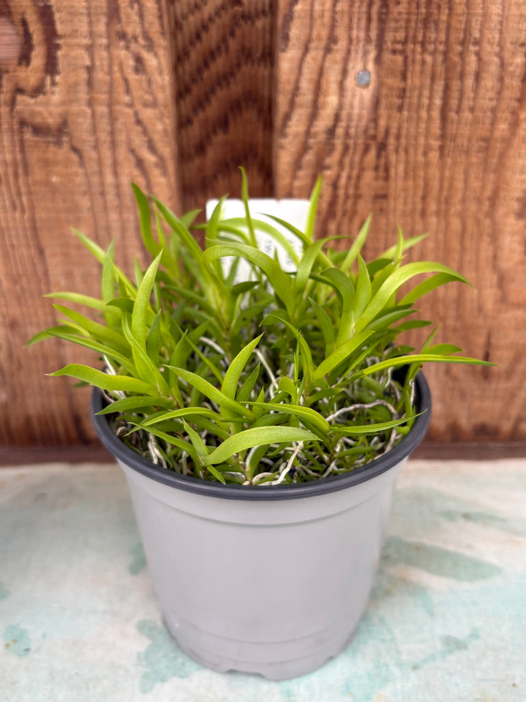 COMPOT—Tolumnia urophylla