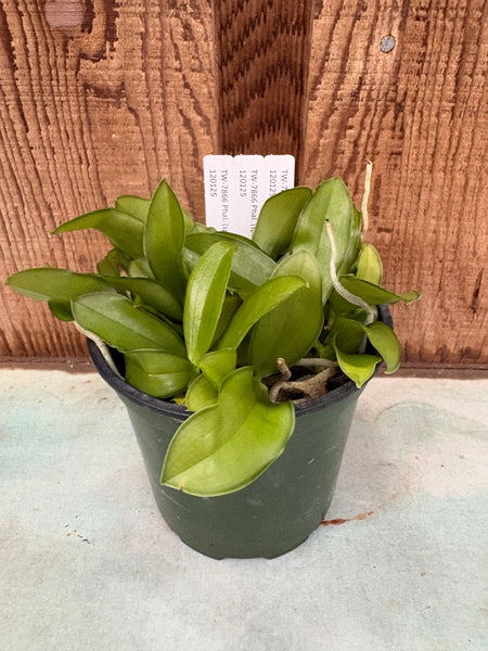 COMPOT Phal. (speciosa x pulchra)