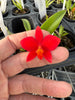 Sophronitis coccinea (#2072)