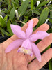 Laelia praestans alba x C. kerrii