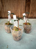 Anoectochilus geniculatus JEWEL ORCHID