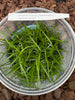 FLASK Tolumnia (bahamense x calochila)
