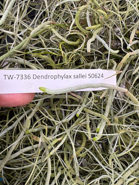 Dendrophylax sallei