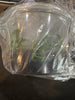 Flask Bulb. calceolus