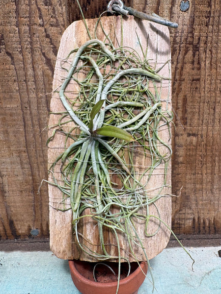 Chiloschista ramifera