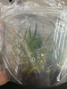 Flask Jumellea stenophylla
