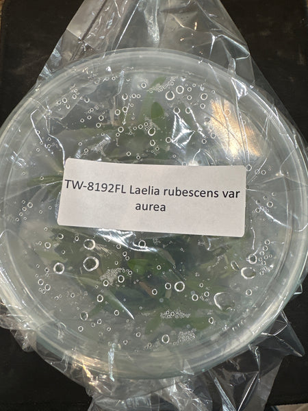 Flask Laelia rubescens var aurea