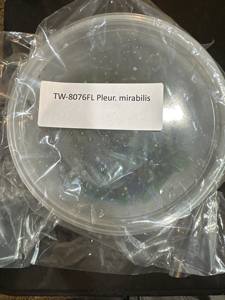 Flask Pleur. mirabilis