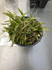 COMPOT—Thrix. (formosanum x hystrix)