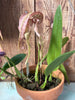 Bulbophyllum Hsinying Grand-arfa
