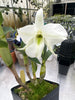 Dendrobium schuetzei