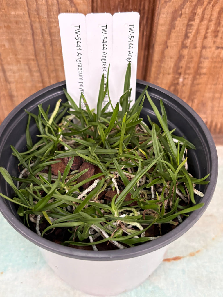 Compot Angraecum peyrotii