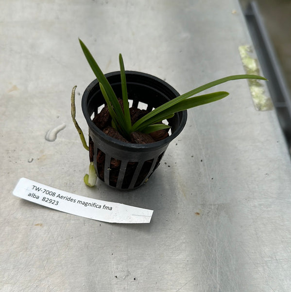 Aerides magnifica fma alba