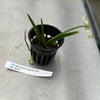 Aerides magnifica fma alba