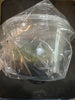 Flask Bulb. coweniorum