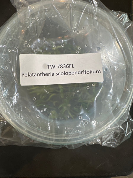 Flask Pelatantheria scolopendrifolium