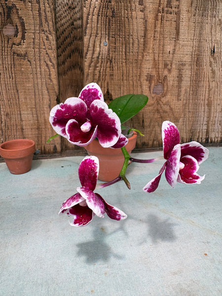Phalaenopsis Hsinying Lollipop ‘Amethyst’