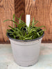 COMPOT Milt. spectabilis v moreliana