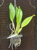 Rlc. Chia Lin ‘New City’