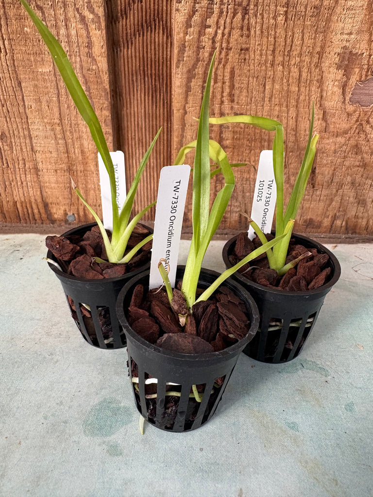 Oncidium ensatum