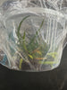 Flask Holcoglossum phongii