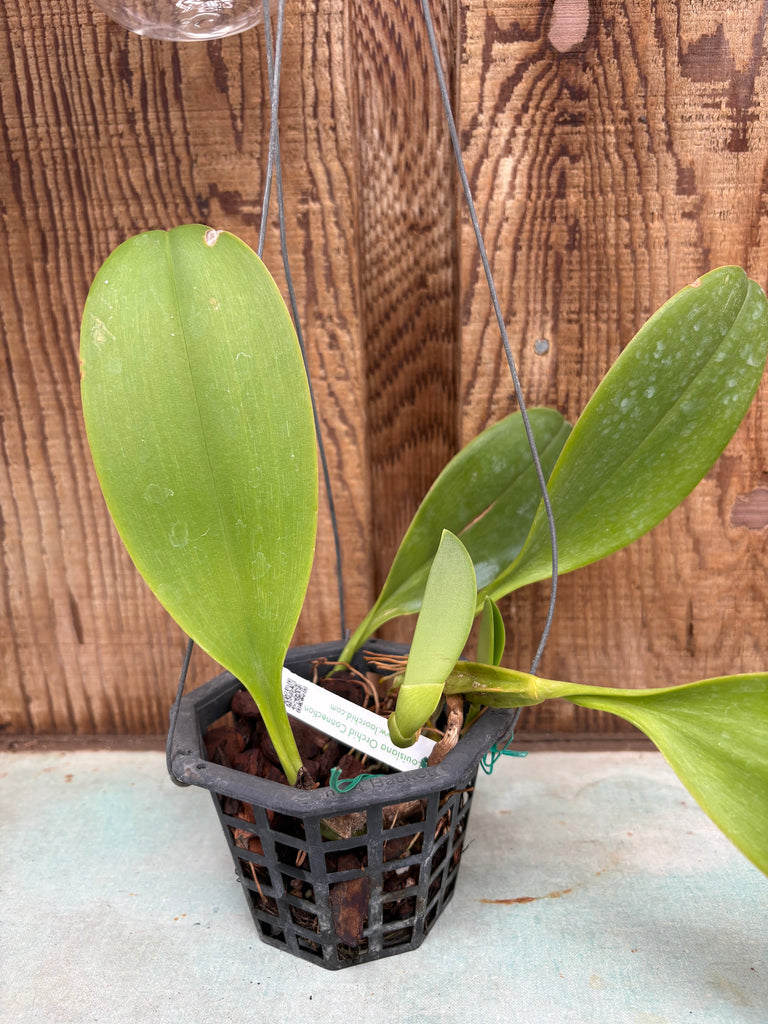 Bulbophyllum Hsinying Grand-arfa