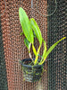 Rlc. Chunyeah 'Big Society'