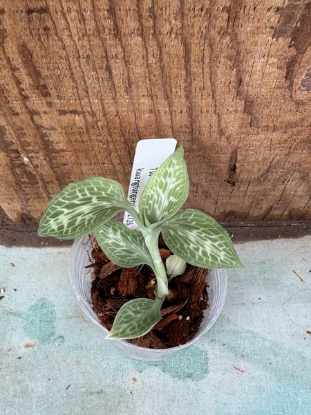 Goodyera kwangtungensis JEWEL Orchid