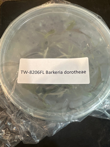 FLASK Barkeria dorotheae