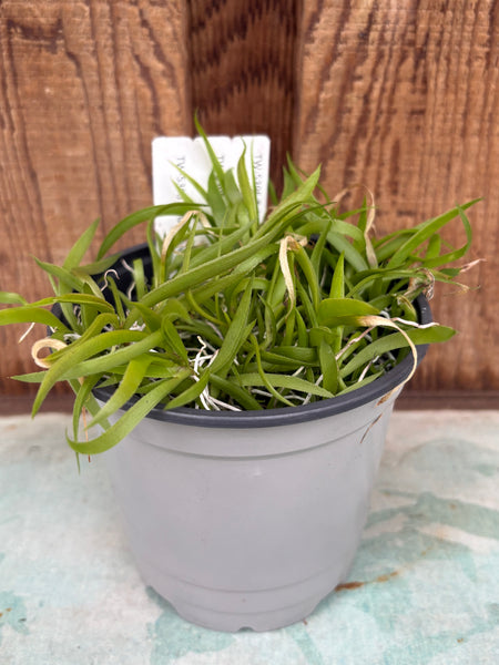 COMPOT Tolumnia variegata