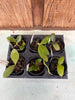 Phal. 6 Pack Species Sampler