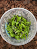 FLASK  Sophronitis (coccinea x brevipedunculata)