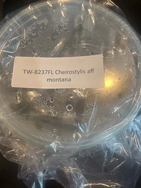 FLASK Cheirostylis aff montana. JEWEL