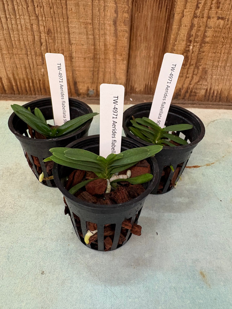 Aerides flabellata