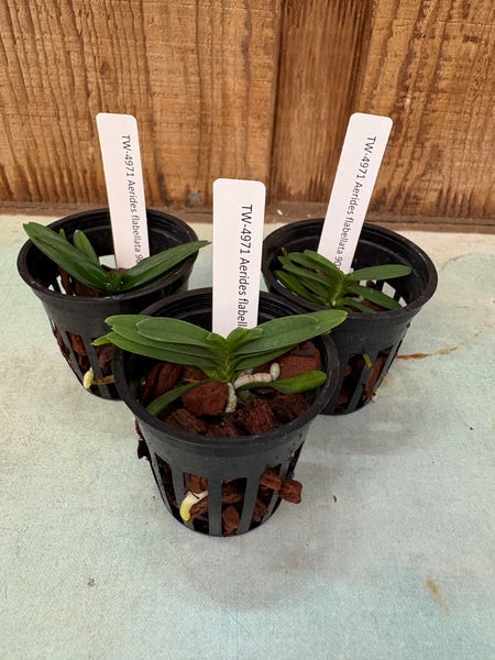 Aerides flabellata