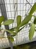 Bulbophyllum Hsinying Grand-arfa