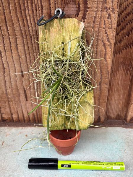Holcoglossum phongii mounted