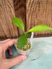 Hoya occultata (splash)
