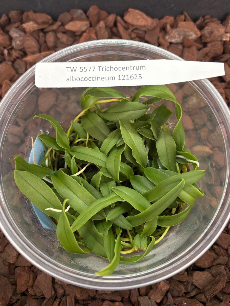 Flask Trichocentrum albococcineum