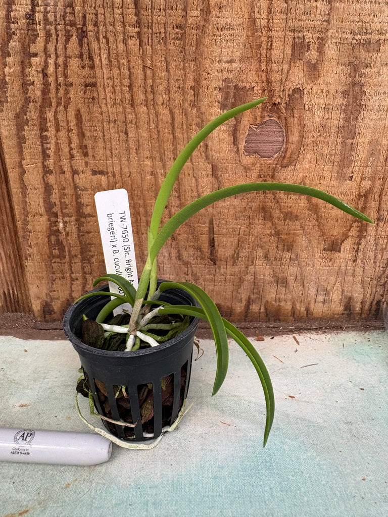 (Slc. Bright Angel x Laelia briegeri) x B. cuculata