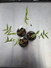 Dendrobium boosii 