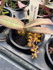 Robiquetia aberrans