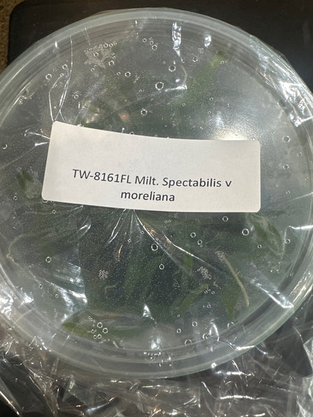 Flask Milt spectabilis v moreliana