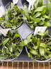 COMPOT-Aerangis biloba