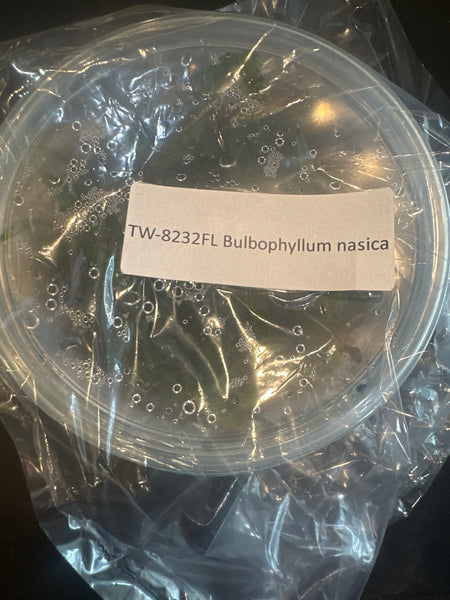 FLASK Bulbophyllum nasica