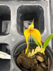 Bulbophyllum championii (red x yellow)