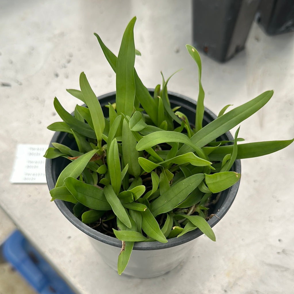 COMPOT — Sobinnikoffia robusta