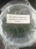 FLASK Holcoglossum sublifolium x Gastrchilus bellinus